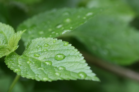 green leaves in rainの写真素材