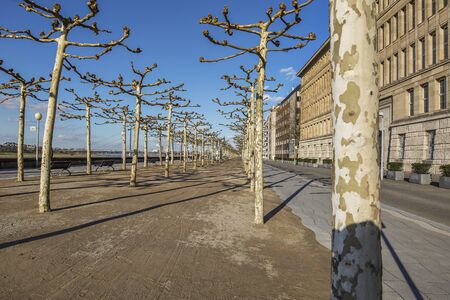 Duesseldorf - River Rhine Promenade at Sunshine with Avenue trees, North Rhine Westphalia, Germany, Duesseldorf, 13.02.2018のeditorial素材