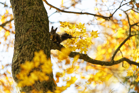 Squirrelの写真素材