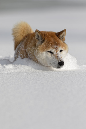 Winter dogの写真素材