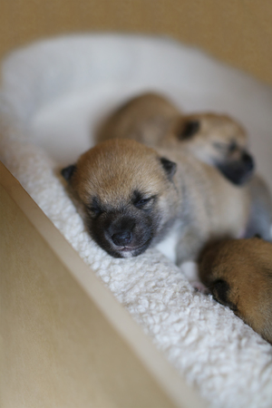 Shiba Inu babiesの写真素材