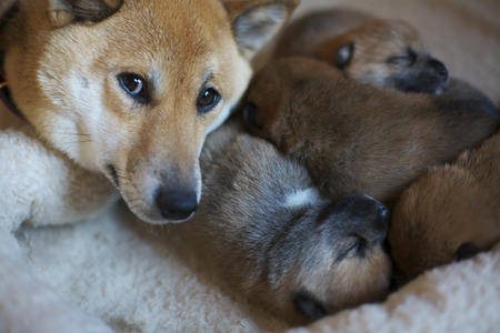 Shiba Inu babiesの写真素材