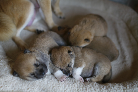 Shiba Inu babiesの写真素材