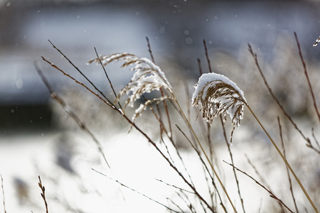On a winter morningの写真素材