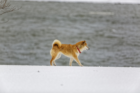 Winter dogの写真素材