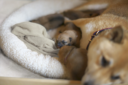 Shiba Inu babiesの写真素材