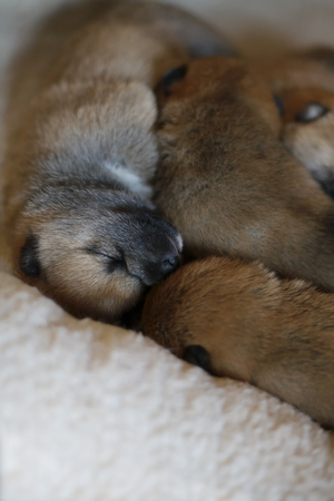 Shiba Inu babiesの写真素材