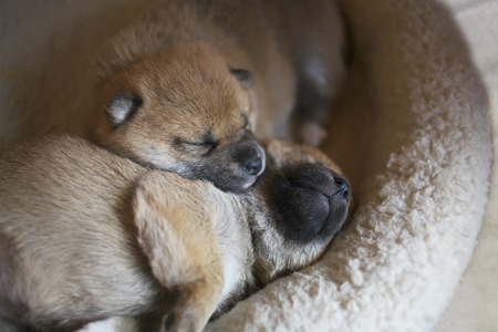 Shiba Inu babiesの写真素材
