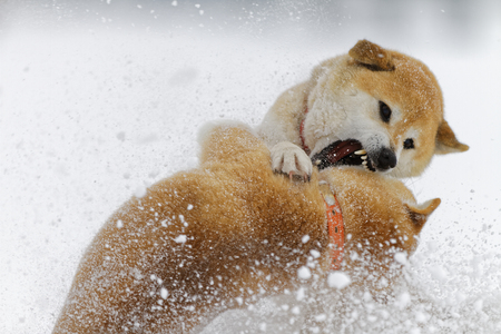 Winter dogの写真素材