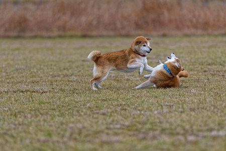 Shiba Inu in the field playの写真素材