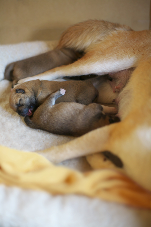 Shiba Inu babiesの写真素材