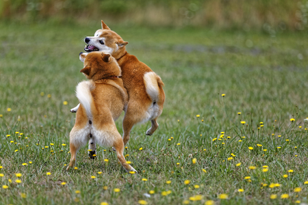Shiba Inu bookings in the fieldの写真素材