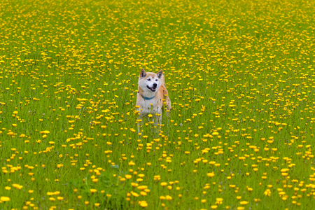 Dandelion and Shiba Inuの写真素材