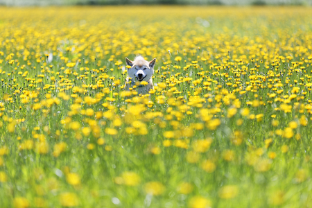 Dandelion and Shiba Inuの写真素材