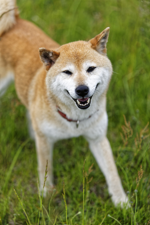 Laughing dogの写真素材