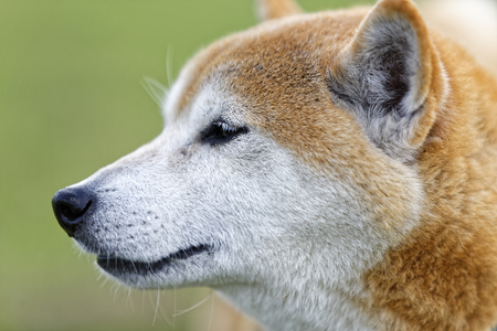 Shiba Inu's profileの写真素材