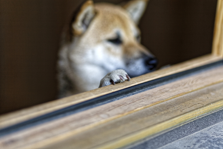 Hands of the Shiba Inuの写真素材