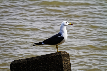 Sea Gullの写真素材