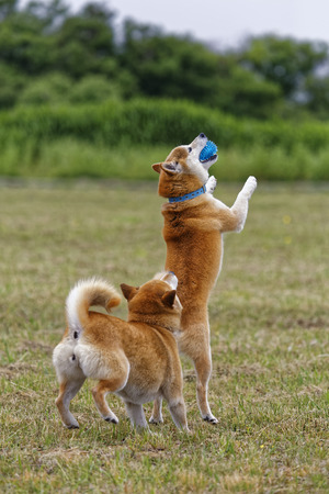 Shiba Inu in the field playの写真素材