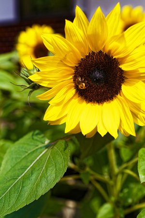 Sunflower and beeの写真素材