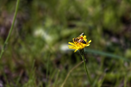 Dandelion and bee