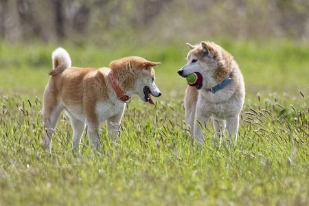 Dog playing with a ballの写真素材