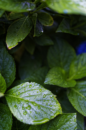 After the rain gardenの写真素材