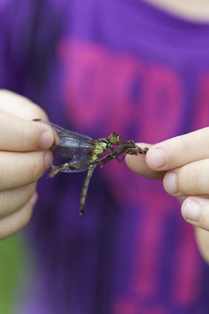 Dragonflies caught.の写真素材
