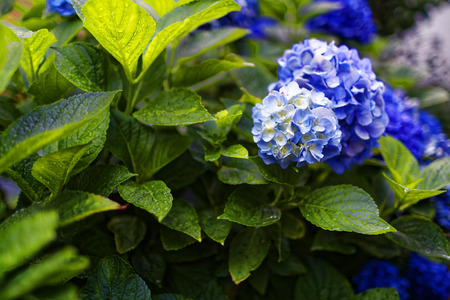 Hydrangeas bloomed in the garden after the rainの写真素材