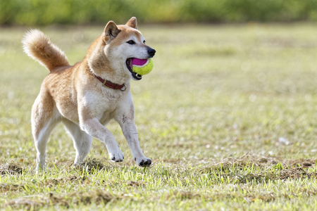 Shiba Inu in the fieldの写真素材
