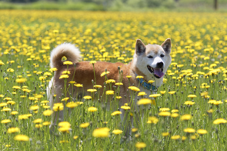 Dandelion and Shiba Inuの写真素材