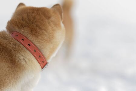 The Shiba Inu to care aboutの写真素材