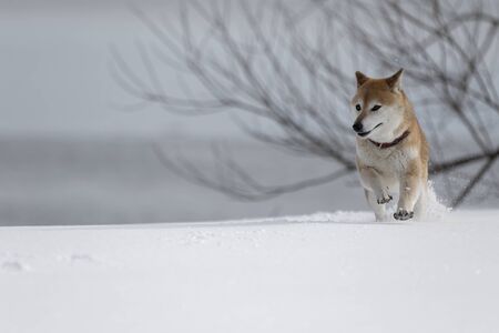Dog playing in the snowの写真素材