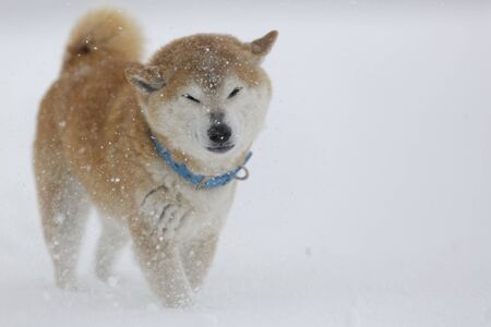 Winter dogの写真素材