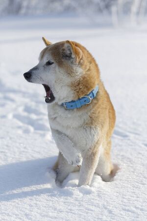 Winter scenery with Shiba Inuの写真素材