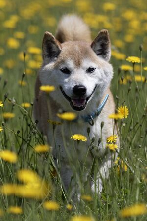 Dandelion and Shiba Inuの写真素材