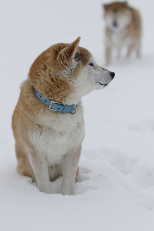 Shiba Inu in the Blizzardの写真素材