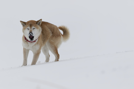 Shiba Inu on the snowの写真素材