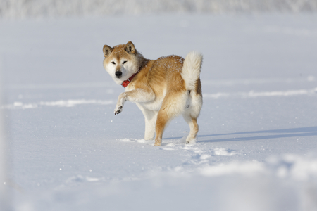Shiba Inu on the snowの写真素材