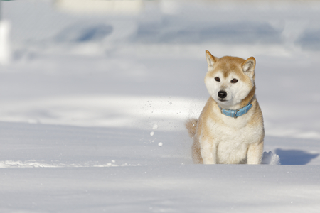 Shiba Inu on the snowの写真素材