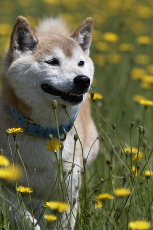 Dandelion and Shiba Inuの写真素材