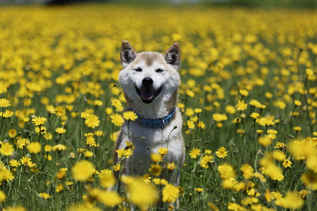 Dandelion and Shiba Inuの写真素材