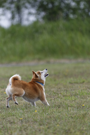 Shiba Inu playing in the fieldの写真素材