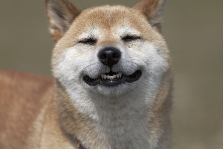 Shiba Inu playing in the fieldの写真素材