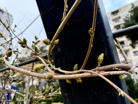Young buds and leaves bloom. The first leaves on the wisteria tree. Vines climbingの写真素材