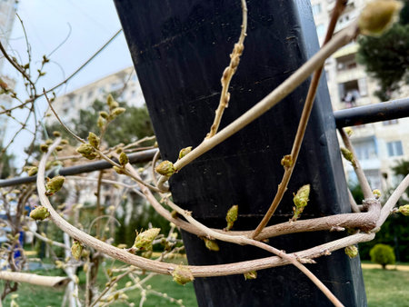Young buds and leaves bloom. The first leaves on the wisteria tree. Vines climbingの写真素材