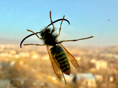 Wasp on the window pane, bottom view, striped shaggy abdomen and paws with suction cups. Insect close-up on a background of landscape.の写真素材