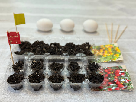 Plastic recycling. Using egg plastic container for seedling tomatoes. DIY for children.の写真素材