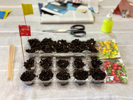 Plastic recycling. Using egg plastic container for seedling tomatoes. DIY for children.の写真素材
