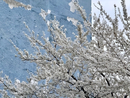 White apricot blossoms. apricot flowers photo on blue house background. flowering apricot tree in early spring. High quality photoの写真素材